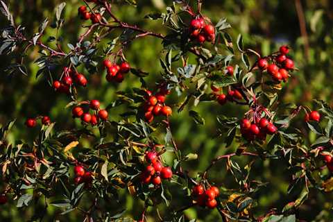 Shrubs to Plant in the Fall
