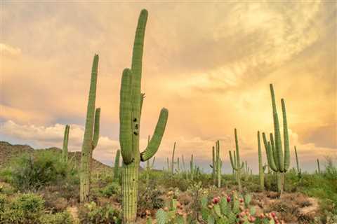 Saving for a House? 10 Free Things to Do in Tucson