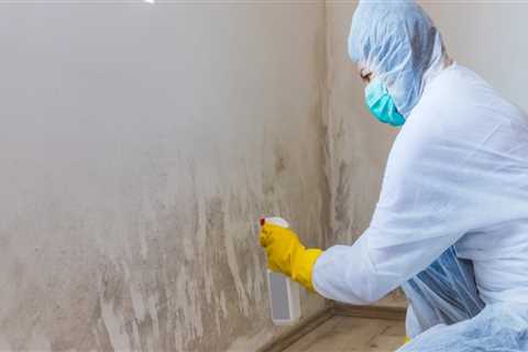 Privileges Of Employing A Mold Removal Company To Eliminate Molds In Homes And Buildings In..