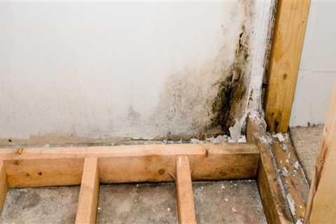 Will homeowners insurance cover mold?