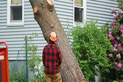 How Tree Removal Service In Arizona Supports The Growth Of Green Homes