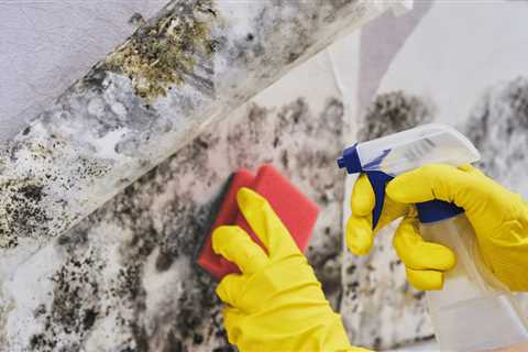 Mold Abatement and Prevention Techniques: Your Comprehensive Guide