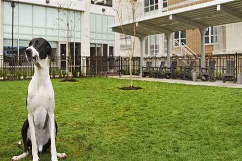 The Ultimate Guide to Pet-Friendly Condominiums in Houston, TX