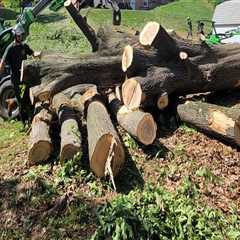 Tree And Stump Removal Services: What Timber Frame House Owners In Groveland Need To Know