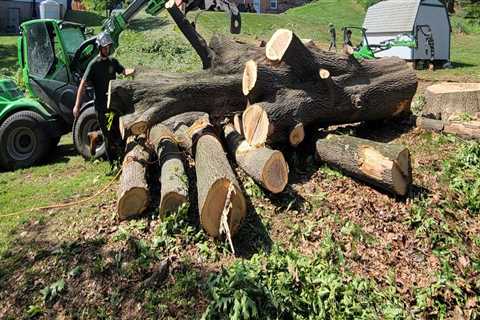 Tree And Stump Removal Services: What Timber Frame House Owners In Groveland Need To Know