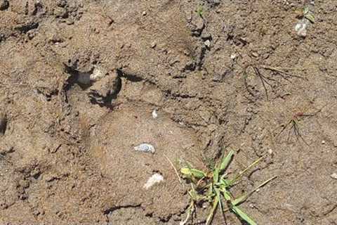 Something Happened Yesterday With Us On The River And Footprints A mile From Our house