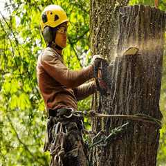 Preparing For A Home Appraisal? Why Professional Tree Cutting Services In Portland Are A Must