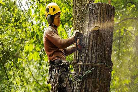 Preparing For A Home Appraisal? Why Professional Tree Cutting Services In Portland Are A Must