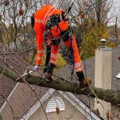 Trimming Trees Near Roof: Essential Tips for Roof Repair and Maintenance