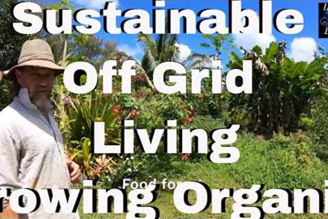 Sustainable off grid living in Hawaii - Living off the land - Growing Organic food at Home