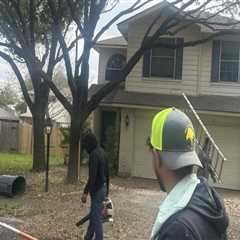 Stronger Trees, Stronger Homes: The Role Of Deep Root Fertilization Treatment In Home Building In..