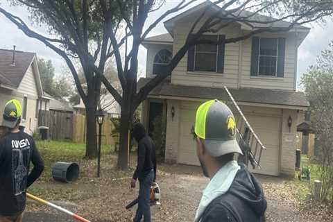 Stronger Trees, Stronger Homes: The Role Of Deep Root Fertilization Treatment In Home Building In..