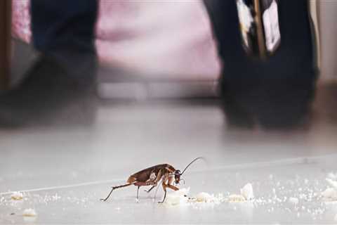 Protecting Your Goose Creek Manufactured Home: The Importance Of Hiring A Pest Exterminator