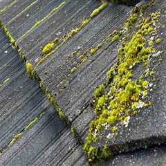 Why Roof Cleaning In Vancouver Is The First Step To A Successful Commercial Paint Job