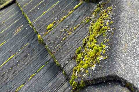 Why Roof Cleaning In Vancouver Is The First Step To A Successful Commercial Paint Job