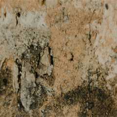 Why Property Assessment in Charleston is Key in Mold Remediation