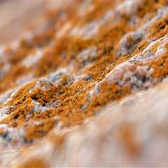 Charleston Property Solutions: Why Mold Removal Should Be a Top Priority for Your Home