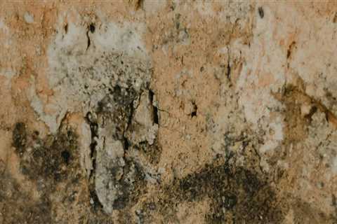 Why Property Assessment in Charleston is Key in Mold Remediation