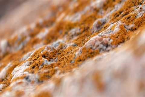 Charleston Property Solutions: Why Mold Removal Should Be a Top Priority for Your Home